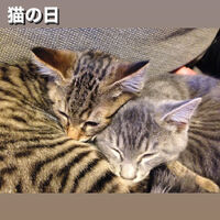 画像1333