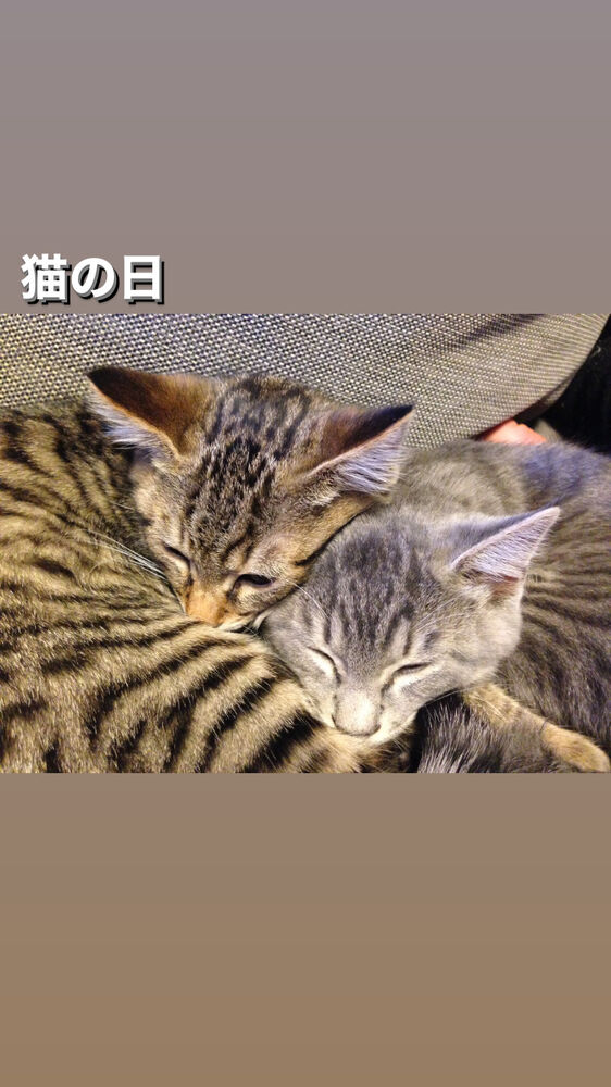 画像1333